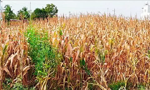 தண்ணீர் இன்றி கருகி போன மக்காசோள பயிர்கள்