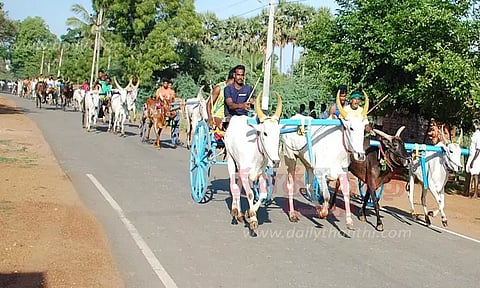 தேவகோட்டை, காரைக்குடியில் மாட்டு வண்டி பந்தயம்