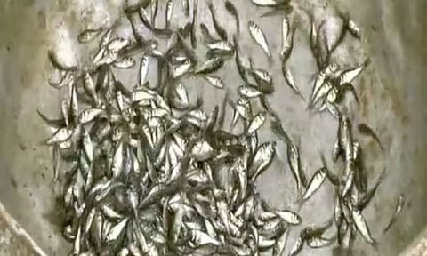 மீன்களை வளர்த்தெடுத்து கடல் இருப்பு செய்யும் திட்டம்: பழவேற்காட்டில் 3 ஆயிரம் மீன்குஞ்சுகளை கடலில் விட்ட மீன்வளத்துறை