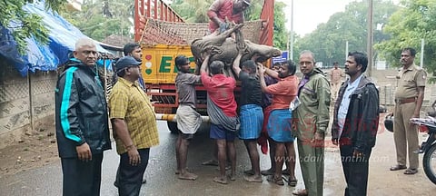 பொதுமக்களுக்கு இடையூறாக சுற்றித்திரிந்த பன்றிகள் பிடிப்பு