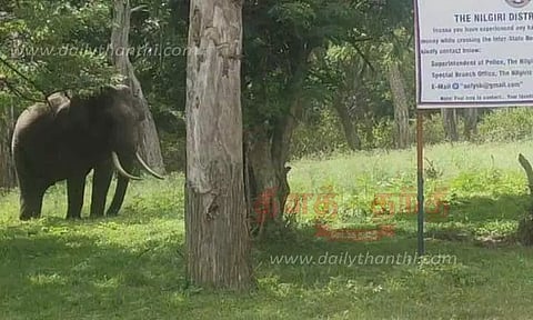 காட்டு யானை உலா