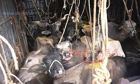 கேரளாவுக்கு 10 கன்டெய்னர்களில் கடத்திய 220 மாடுகள் மீட்பு