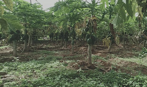 கம்பம் பள்ளத்தாக்கில் பப்பாளி சாகுபடியில் விவசாயிகள் ஆர்வம்