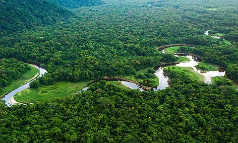 காலநிலை மாற்றம் காரணமாக அமேசான் காடுகளில் வறட்சி அபாயம்