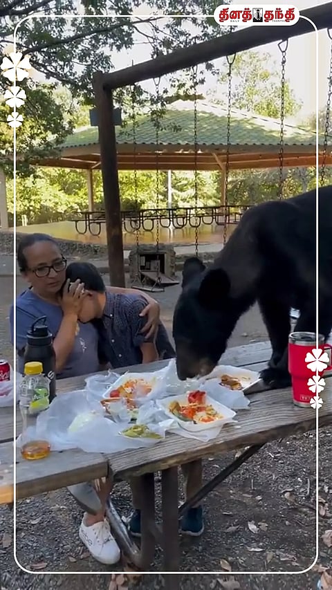 வைரல் வீடியோ; மேசை மீது ஏறி அட்டகாசம் செய்த கருப்பு கரடி