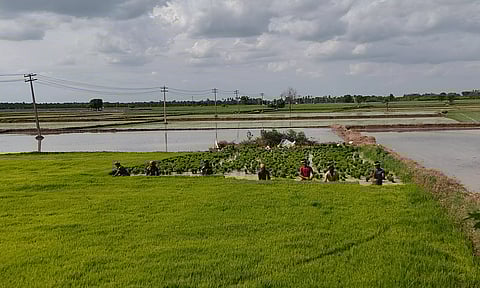 சம்பா சாகுபடி பணிகள் தொடங்கின