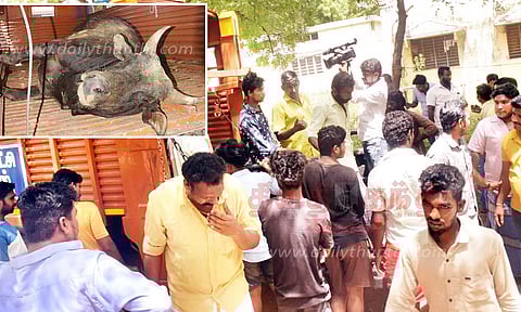 கோவில் மாடு அடித்துக் கொல்லப்பட்டதா?