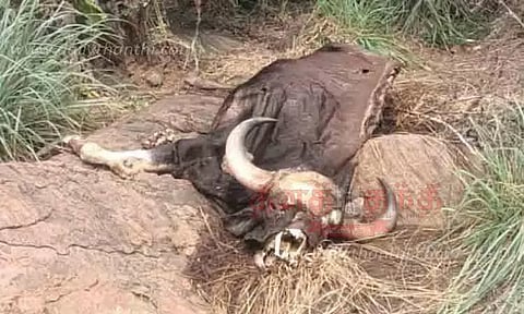 மலை அடிவாரத்தில் இறந்து கிடந்த காட்டெருமை