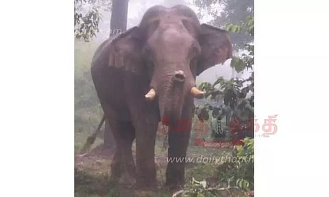 காட்டுயானைகளை விரட்ட 2 கும்கி யானைகள் வருகை