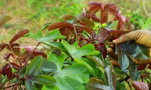 ஆமணக்கு இலைகளை தின்ற 7 சிறுவர்களுக்கு வாந்தி