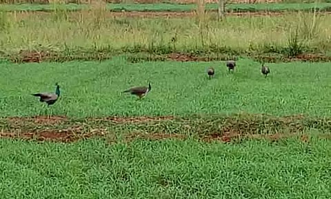 இரைதேடும் மயில்கள்