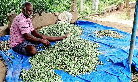 மொச்சைக்காய் விளைச்சல் அமோகம்