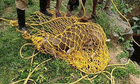 கிணற்றில் விழுந்த மான் மீட்பு