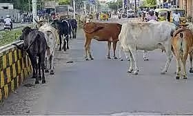 கால்நடைகளால் விபத்து ஏற்படும் அபாயம்