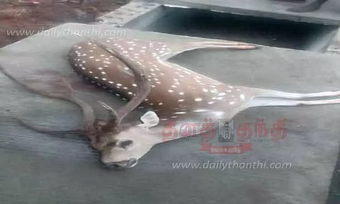 சாலையோரம் செத்து கிடந்த மான்