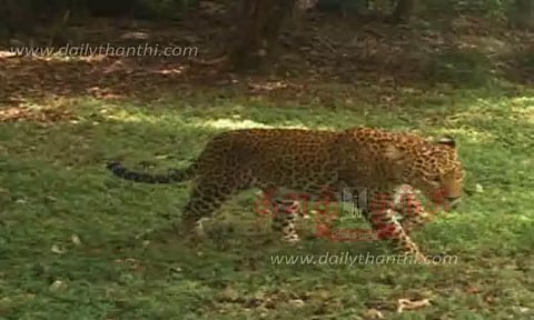 கேமராவில் பதிவான சிறுத்தை