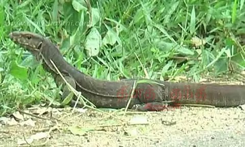 சாலையை கடந்து செல்லும் உடும்பு