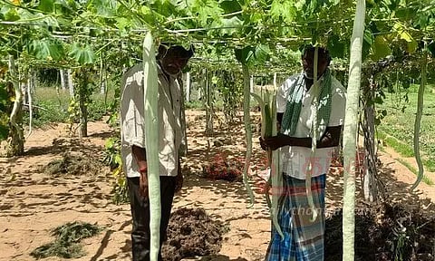 புடலங்காய் அறுவடை