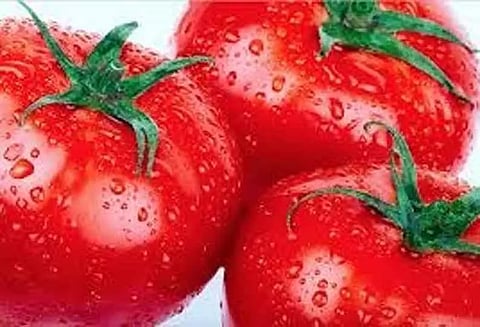 வரத்து அதிகரிப்பால் தக்காளி விலை வீழ்ச்சிதர்மபுரி உழவர் சந்தையில் கிலோ ரூ.8-க்கு விற்பனை