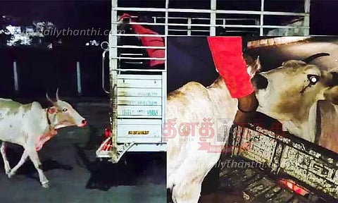 கன்றுக்குட்டியை கொண்டு சென்ற சரக்கு வாகனம் பின்னால் 5 கிலோ மீட்டர் தூரம் ஓடிய பசுமாடு