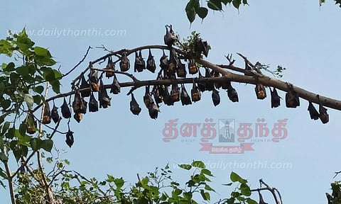 திருப்பரங்குன்றம் அருகே விதவிதமான வவ்வால்கள் குறித்து நவீன கேமரா மூலம் ஆராய்ச்சி