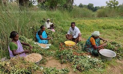நிலக்கடலை அறுவடை பணி