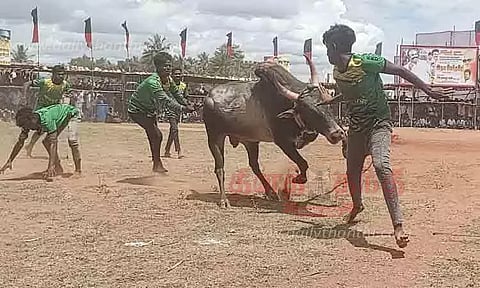 திருப்பத்தூரில் வடமாடு மஞ்சுவிரட்டு