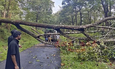 பரம்பிக்குளம் சாலையில் மரம் விழுந்தது