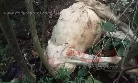 பசு மாட்டை கடித்து கொன்ற புலி
