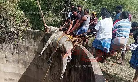 கிணற்றில் தவறி விழுந்த காளை மீட்பு