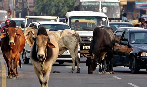 போக்குவரத்துக்கு இடையூறாக சாலையில் சுற்றித்திரியும் கால்நடைகள்