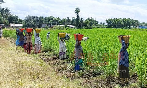 தீவனப்புல் உற்பத்தி