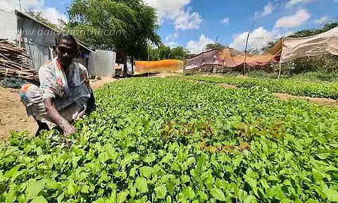 வீட்டின் முன்பு கீரை விதைப்பு பணியில் விவசாயிகள் ஆர்வம்