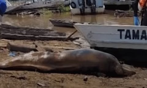 பிரேசில் நாட்டின் அமேசான் பகுதி ஏரியில் கரை ஒதுங்கிய டால்பின்கள்