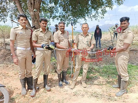 கரும்பு தோட்டத்துக்குள் புகுந்த மலைப்பாம்பு