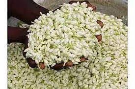 நாமக்கல் தினசரி சந்தையில்மல்லிகை பூ கிலோ ரூ.560-க்கு விற்பனை