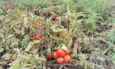 செடியிலேயே பறிக்காமல் விடப்பட்ட தக்காளி