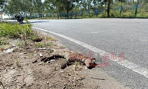 வாகனம் மோதி கழுதைப்புலி செத்தது