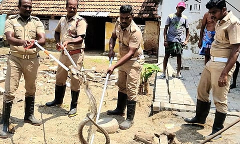 தொழிலாளி வீட்டுக்குள் புகுந்த பாம்பு