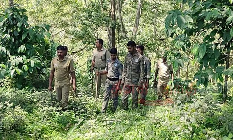 கால்நடைகளை கொன்ற புலியை தேடும் பணி தீவிரம்