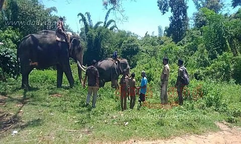 கும்கி யானைகள் உதவியுடன் விரட்டும் பணி