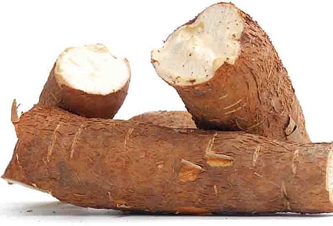 உற்பத்தி குறைவால் மரவள்ளிக்கிழங்கு விலை உயர்வு