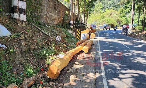 பலா மரங்களை வெட்டி அகற்ற அனுமதி