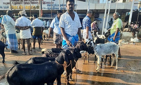 ஆடு, நாட்டு கோழி விலை வீழ்ச்சி