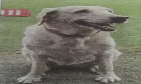 உடல் நலக்குறைவால் பாதிப்பு: போலீஸ் நாய் 'லைக்கா' உயிரிழப்பு