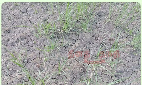 தண்ணீர் இல்லாமல் கருகும் நெற்பயிர்கள்