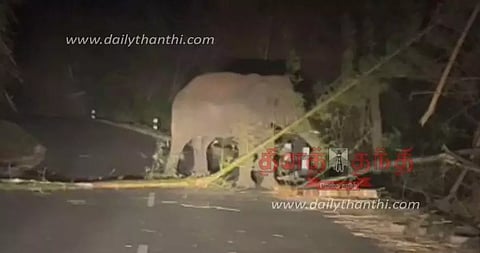 மூங்கில் மரத்தை உடைத்த காட்டு யானை