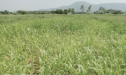 பயிர்களுக்கு வருண பகவான் கருணை காட்டுவாரா?