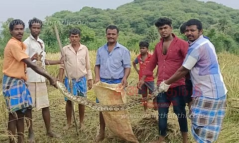 9 அடி நீள மலைப்பாம்பு பிடிபட்டது