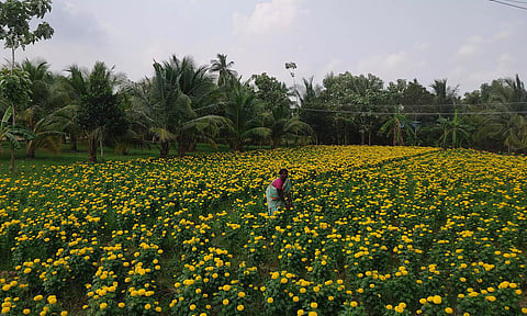 பூத்துக்குலுங்கும் சாமந்தி பூக்கள்